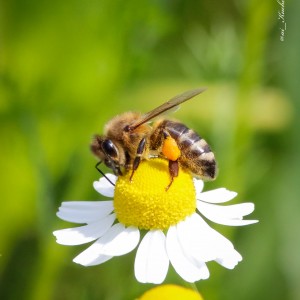 Bee