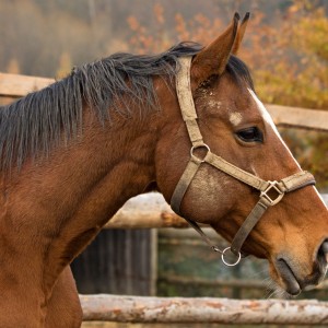Portrét koně.