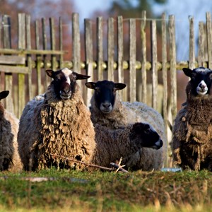 Z ovčí ohrady.