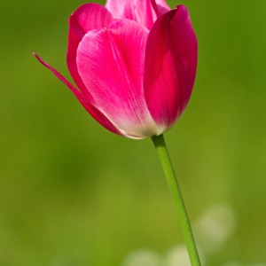 Tulipán.