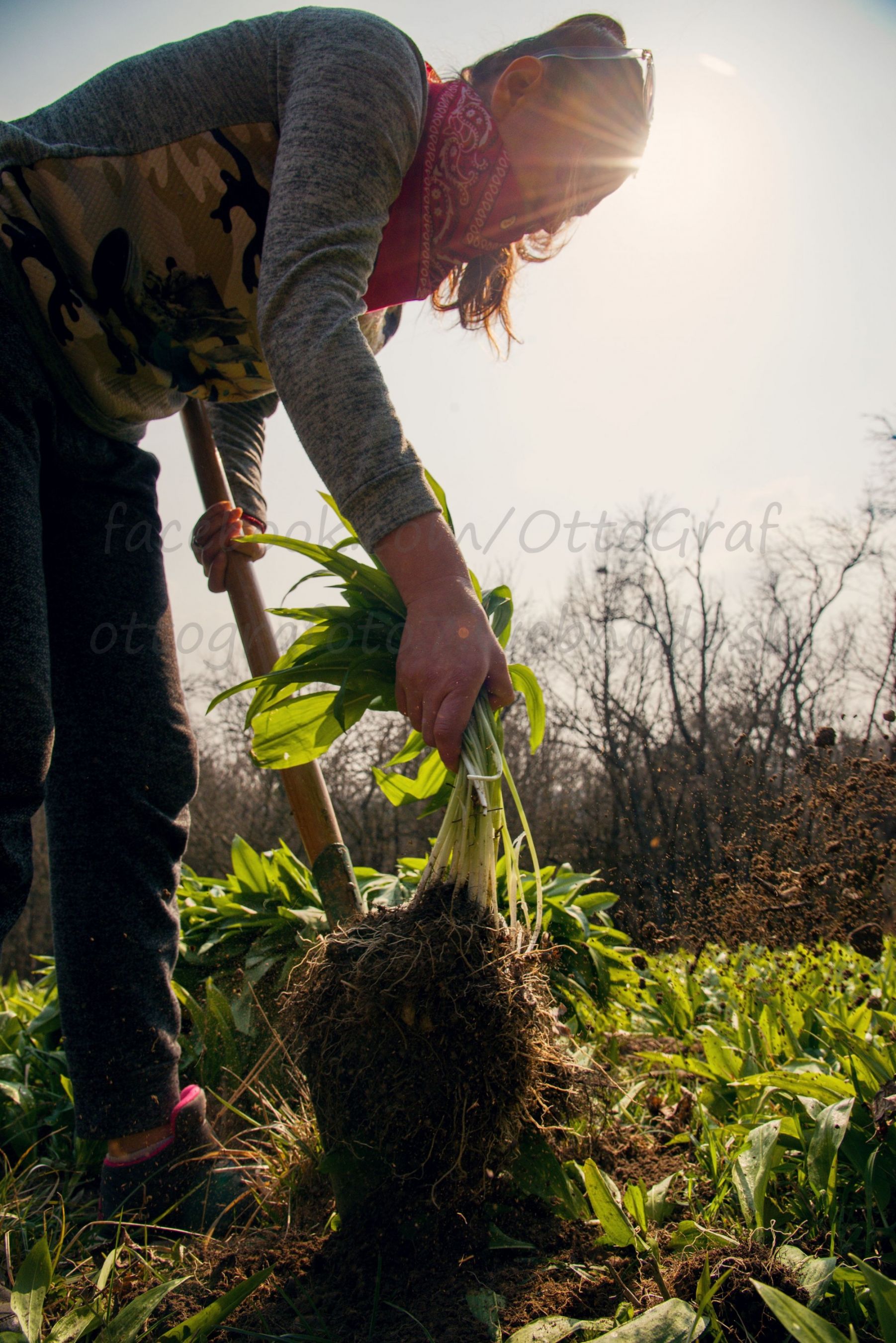 Bear garlic  collection