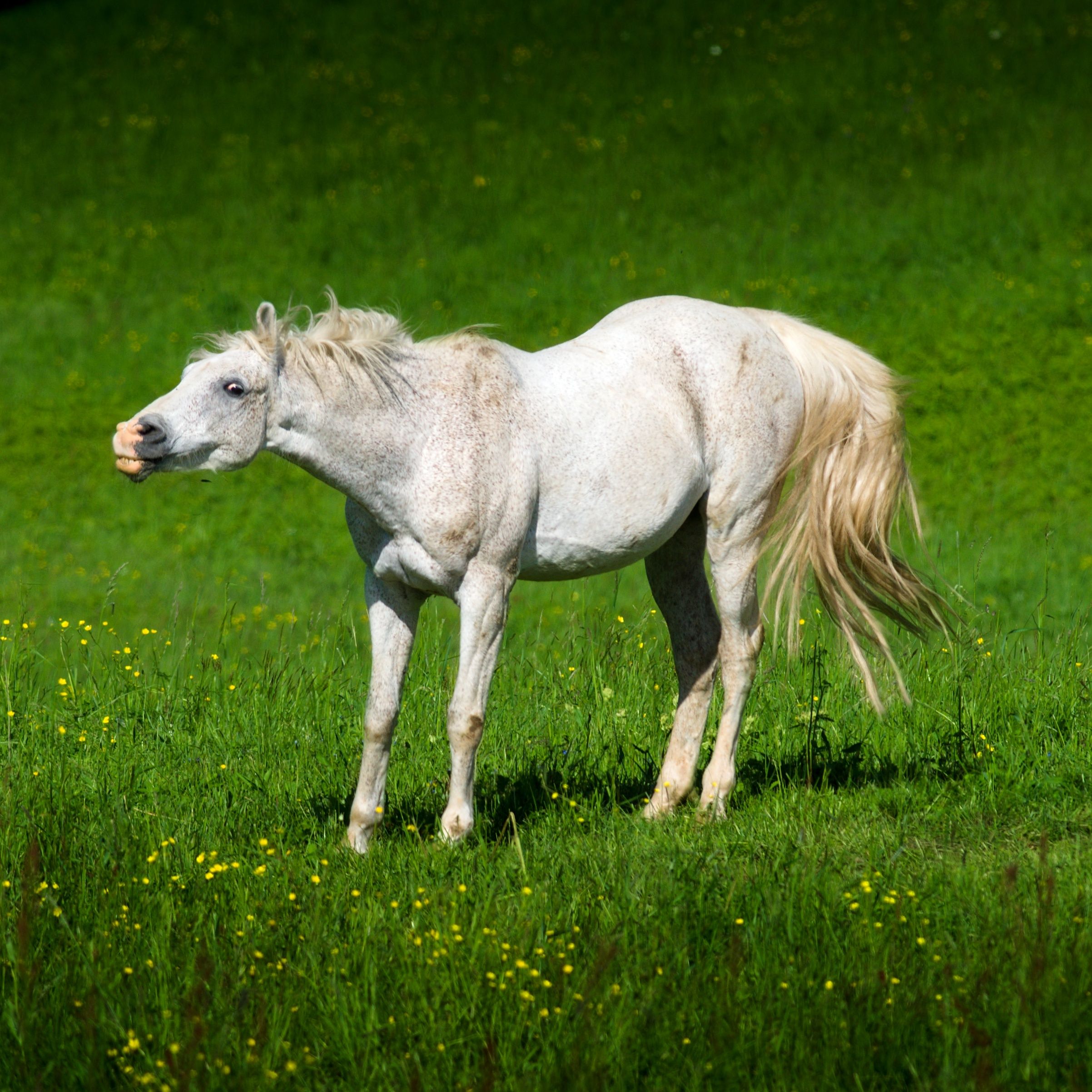 Crazy horse