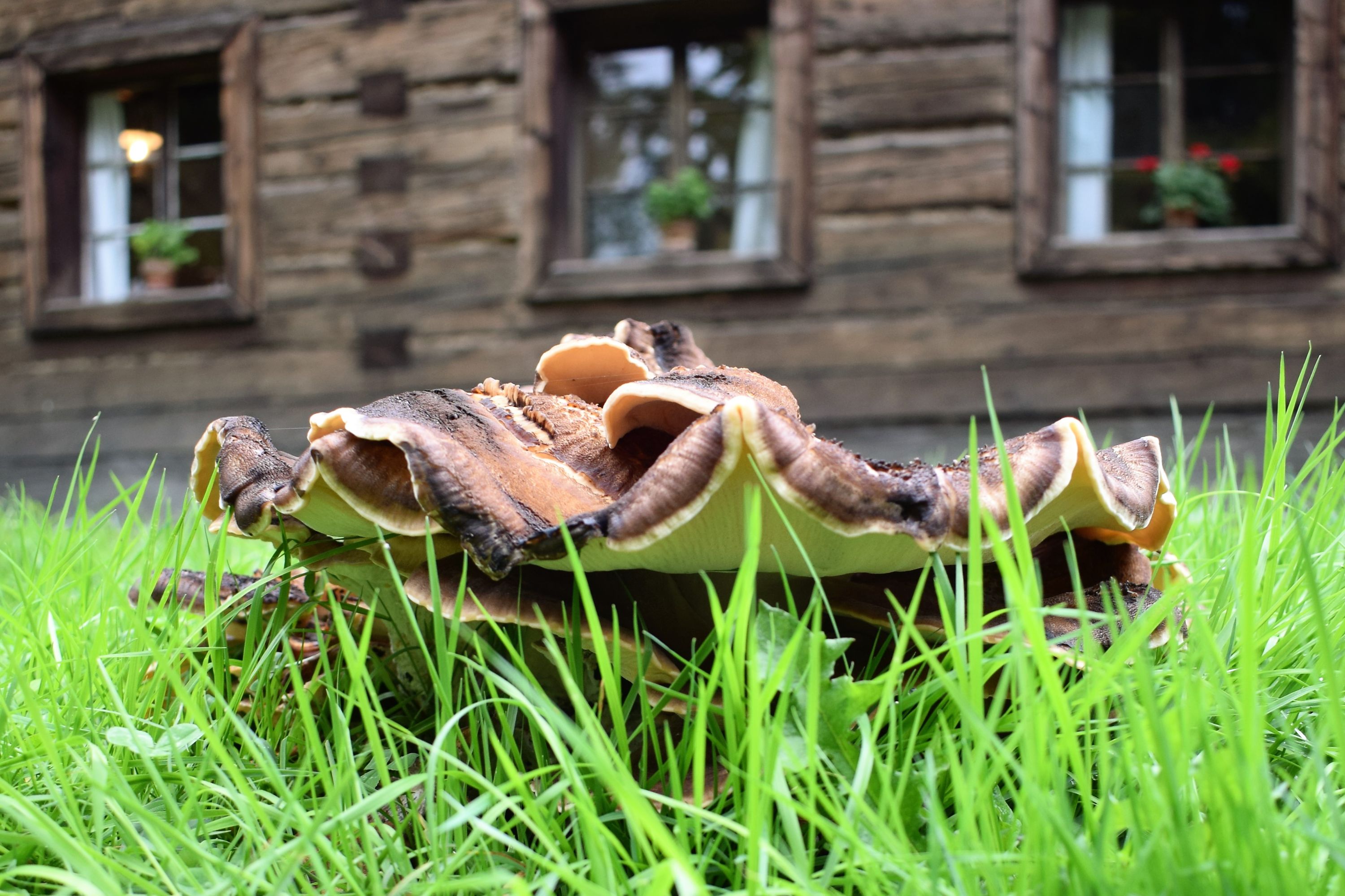 skanzen