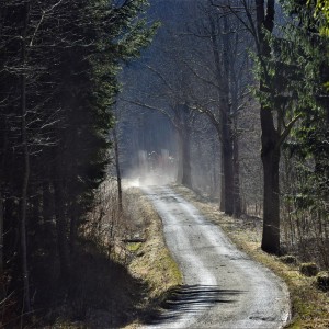 cesta do lesa