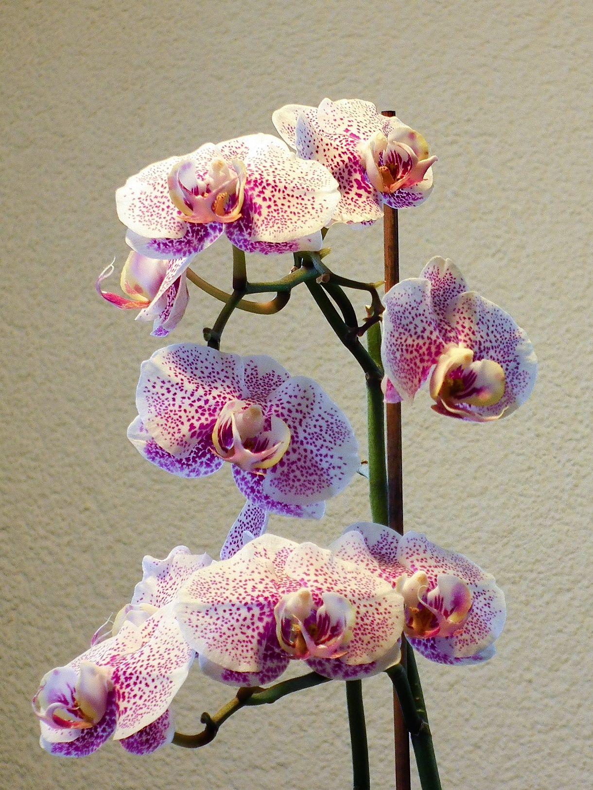 Orchidej