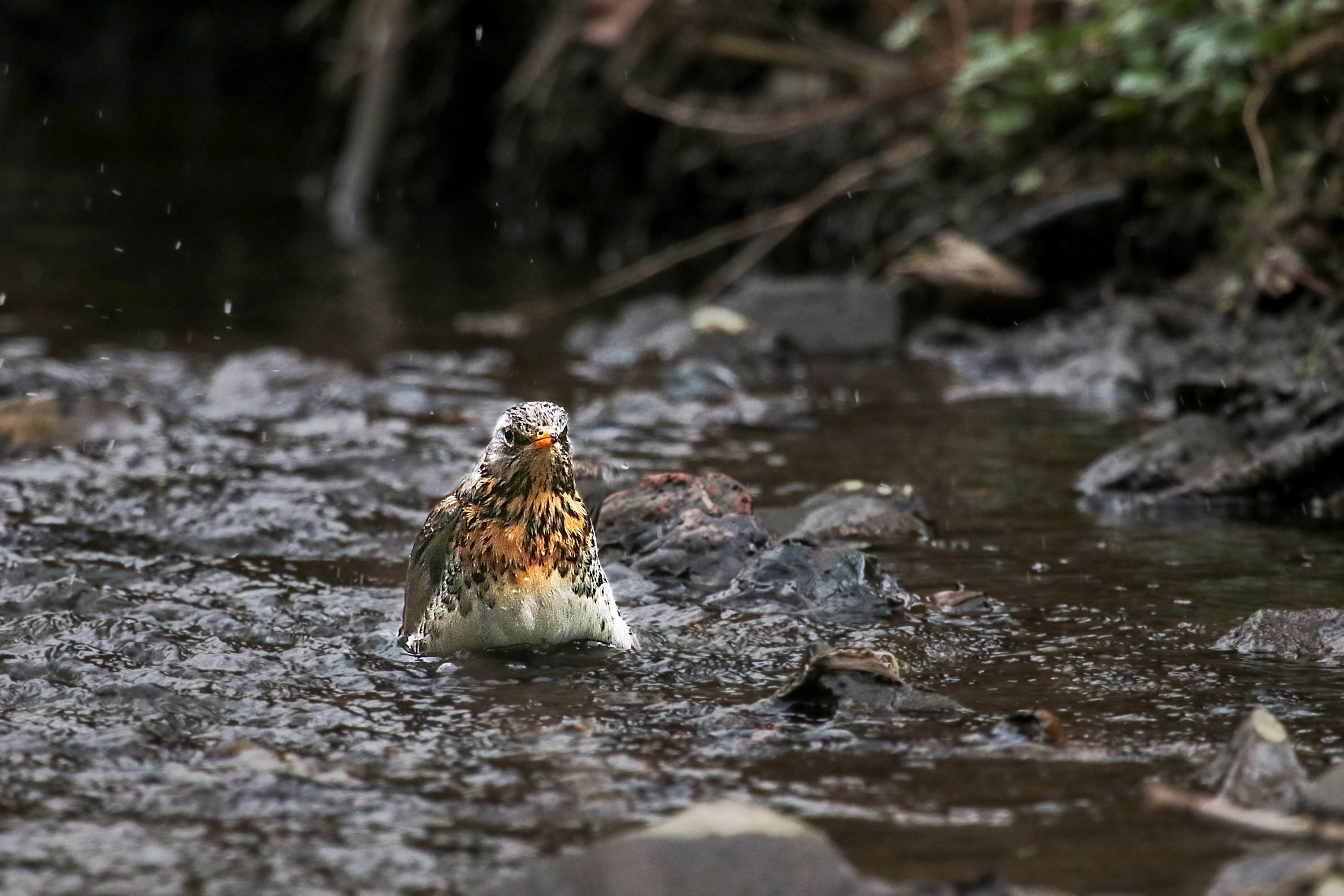 Drozd kvíčala (Turdus pilaris)  Thrush and bath