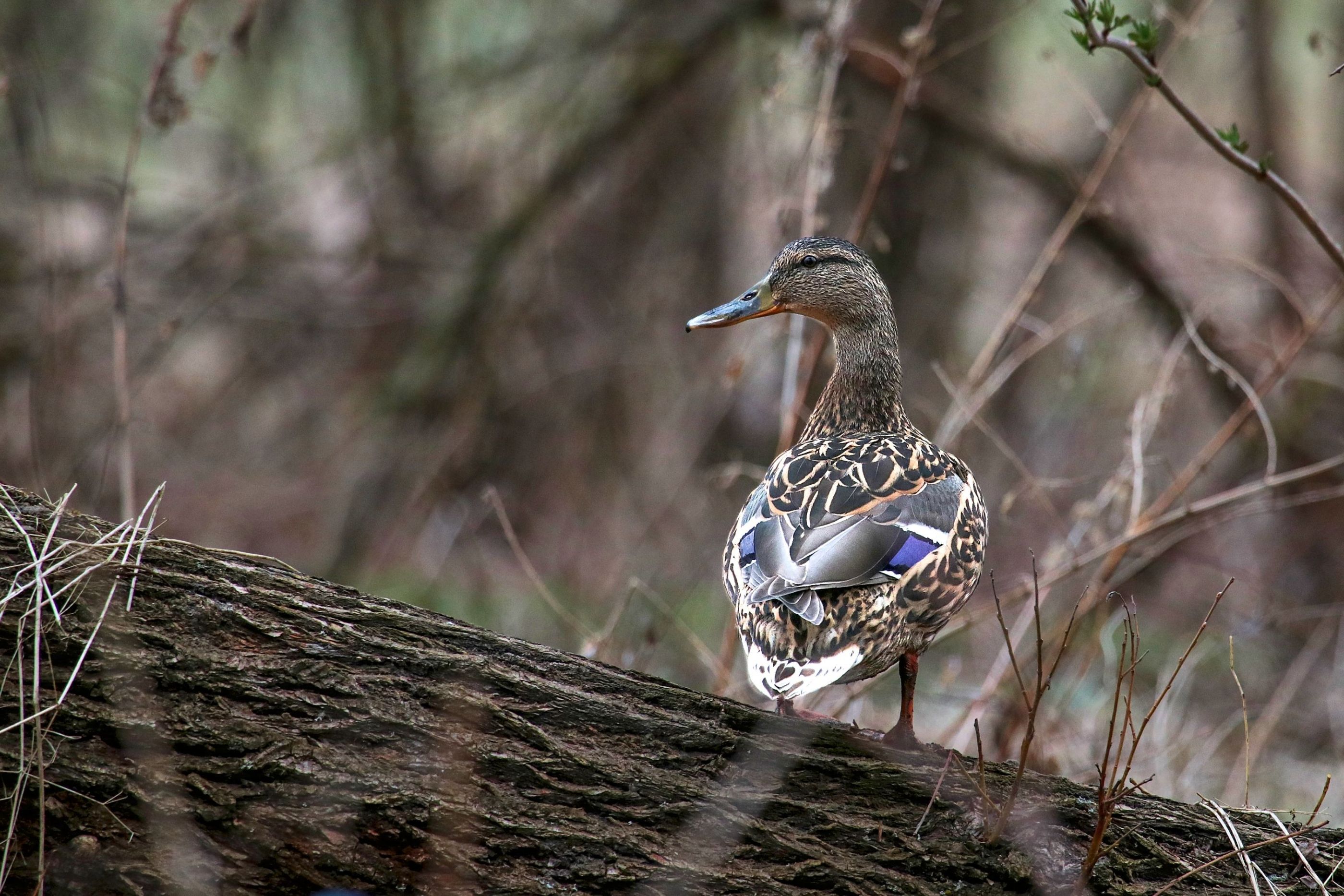 Kachna divoká (Anas platyrhynchos)  Wild duck