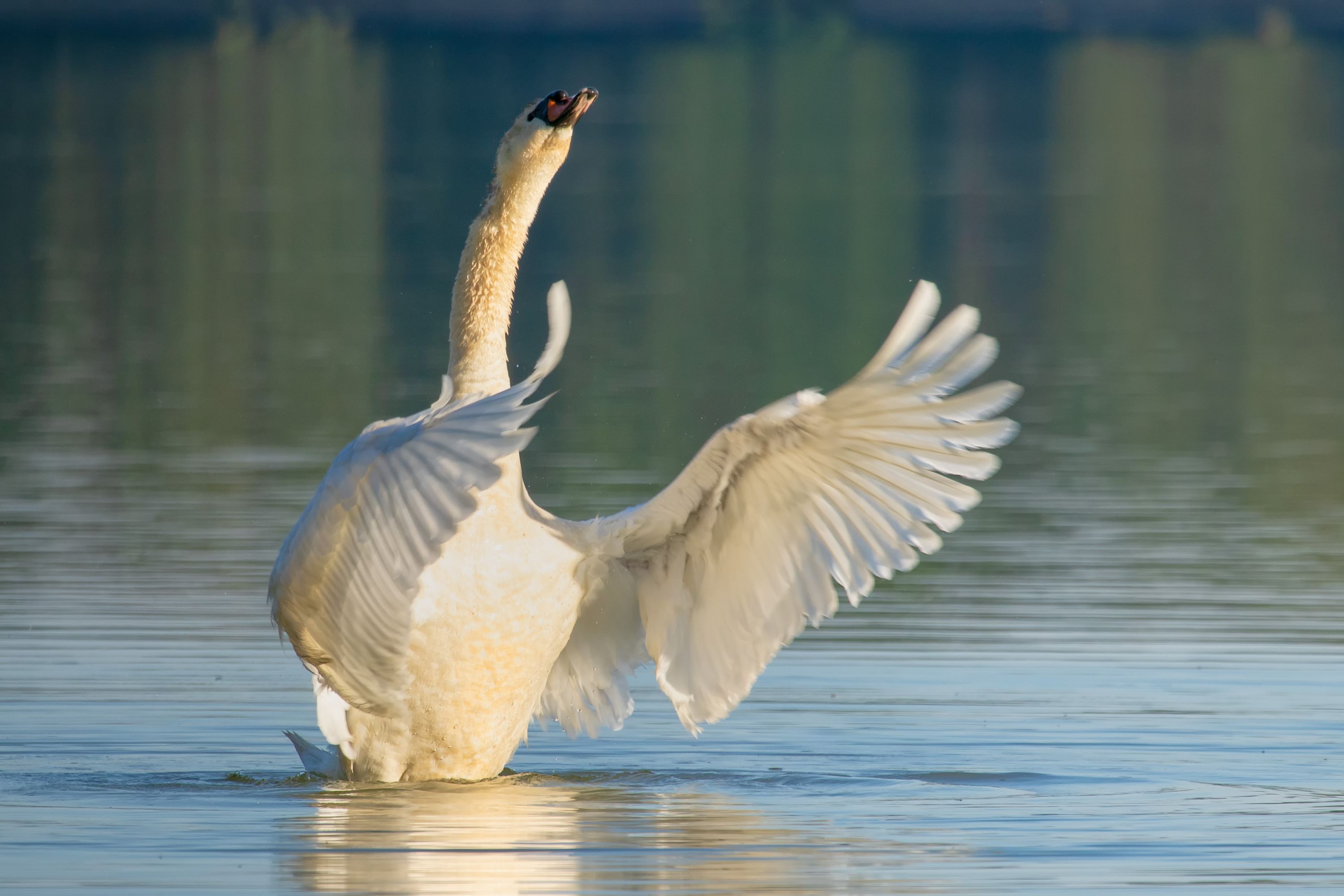 Swan - conductor of the philharmonic