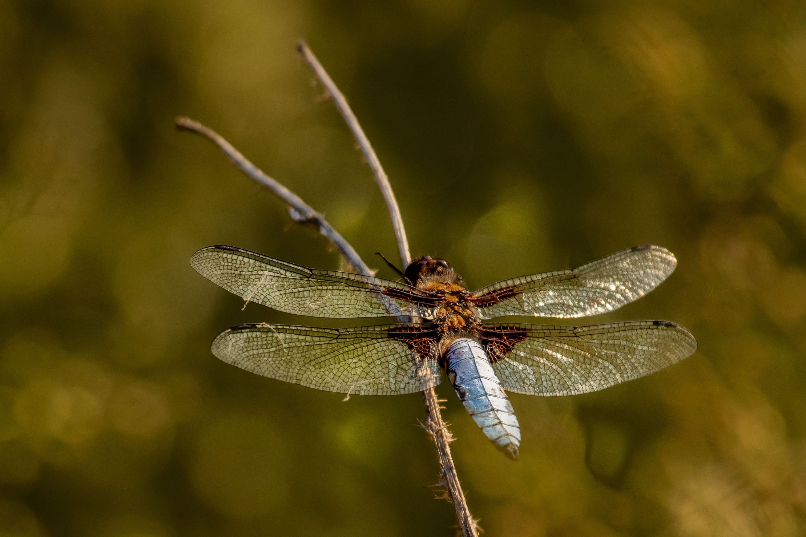 Libellula depressa / Vážka plozská/