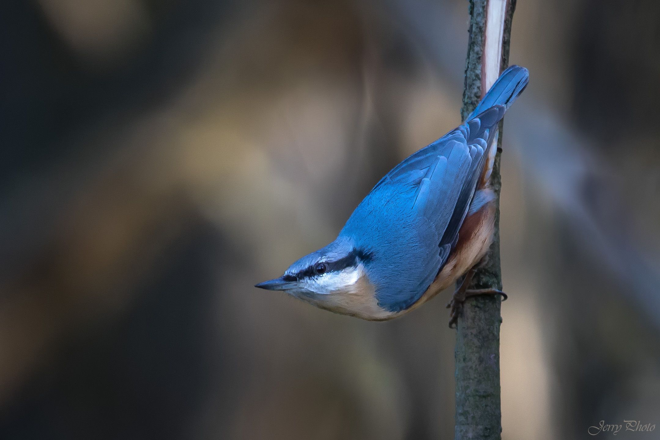 Brhlík lesní (Sitta europaea)