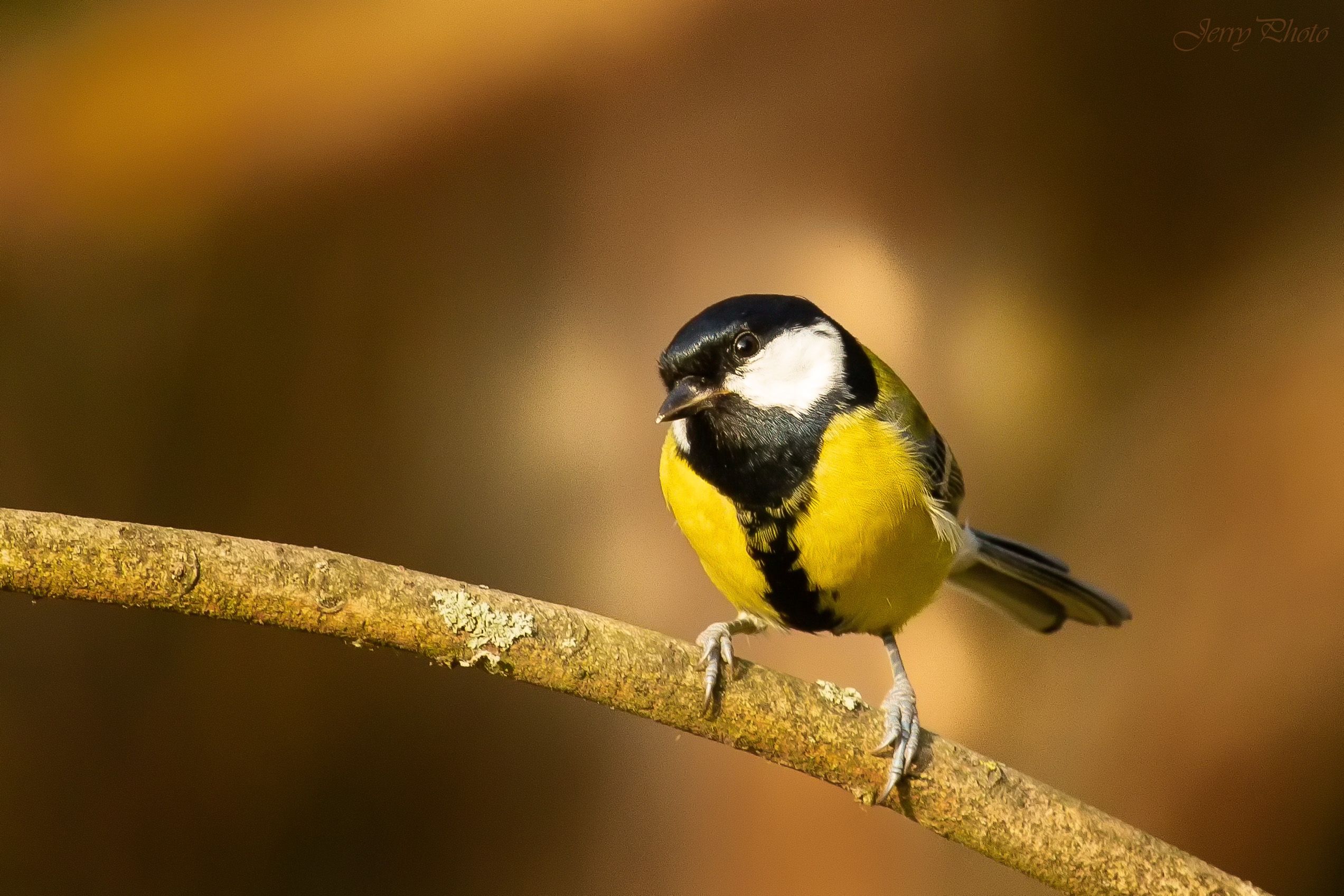 Sýkora koňadra (Parus major)