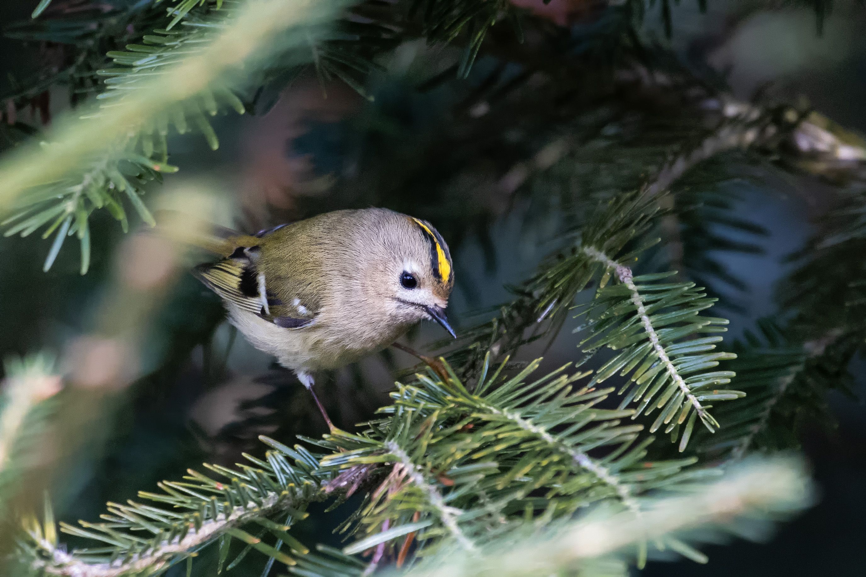 Králíček obecný (Regulus regulus)