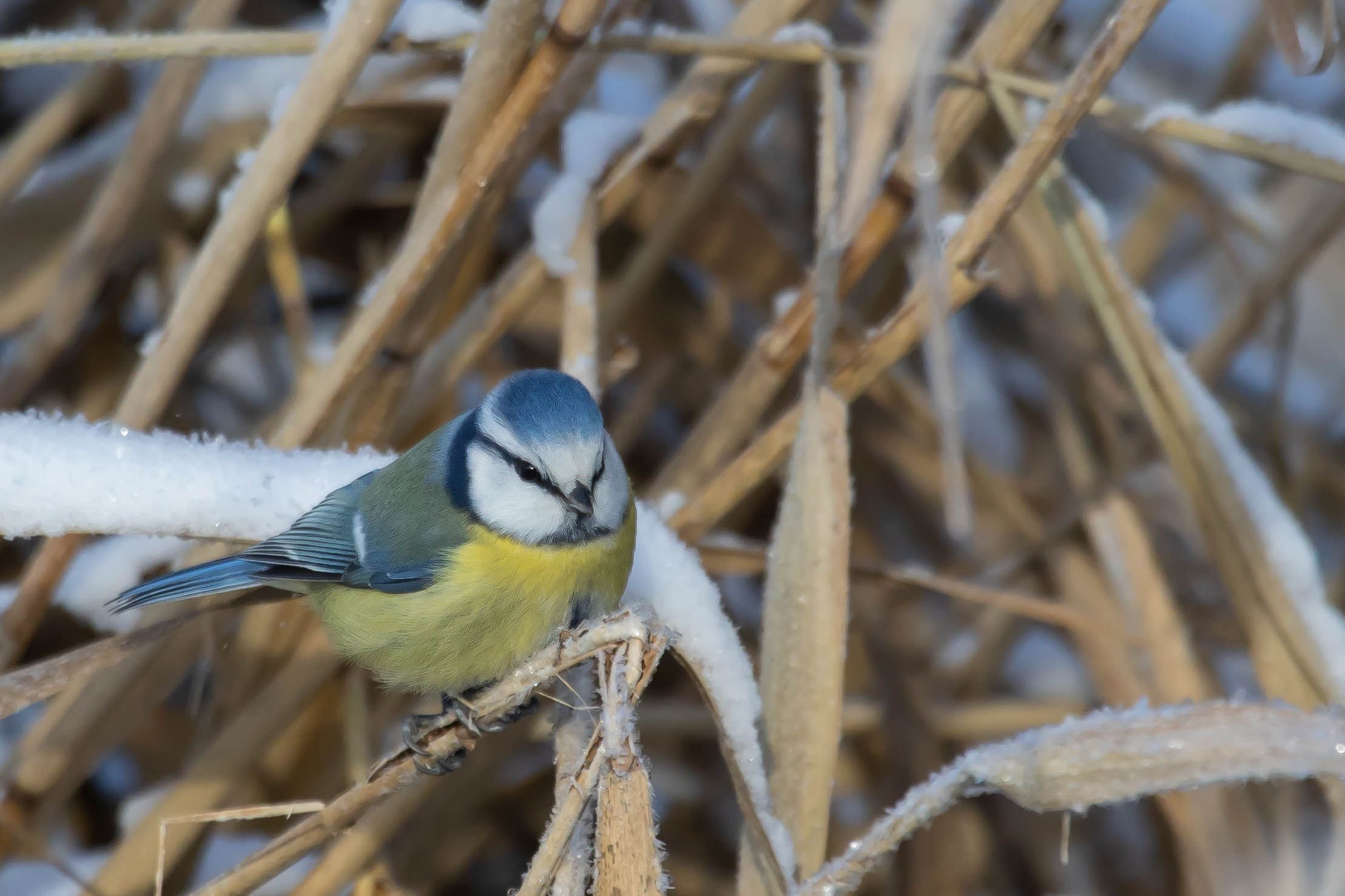 Sýkora modřinka (Cyanistes caeruleus)