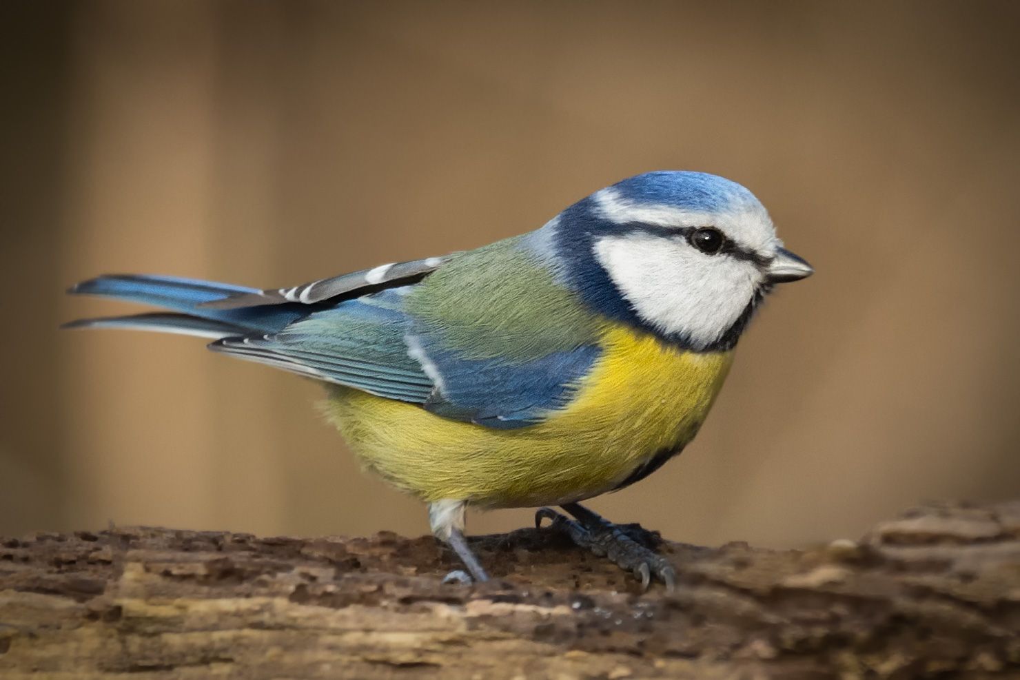 Sýkora modřinka (Cyanistes caeruleus)