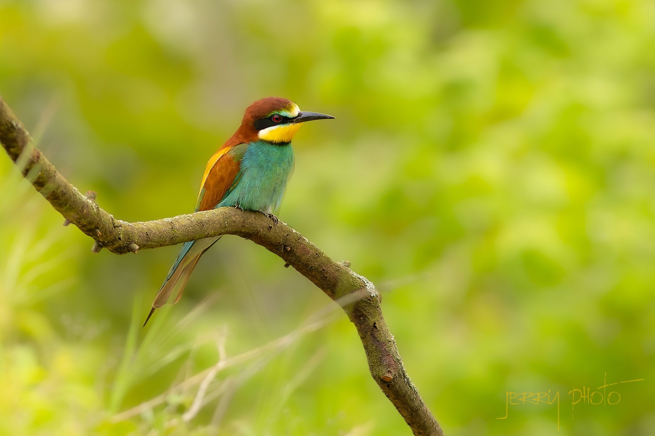 Vlha pestrá / Merops apiaster/