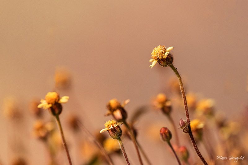 Florcitas