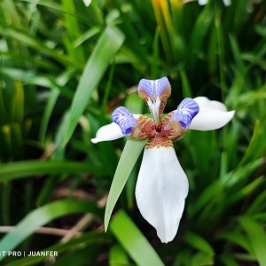 Orquídea