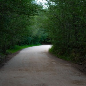 camino en el bosque