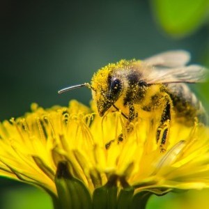 Бджола в пилку