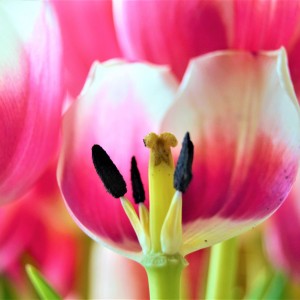 detail tulipán
