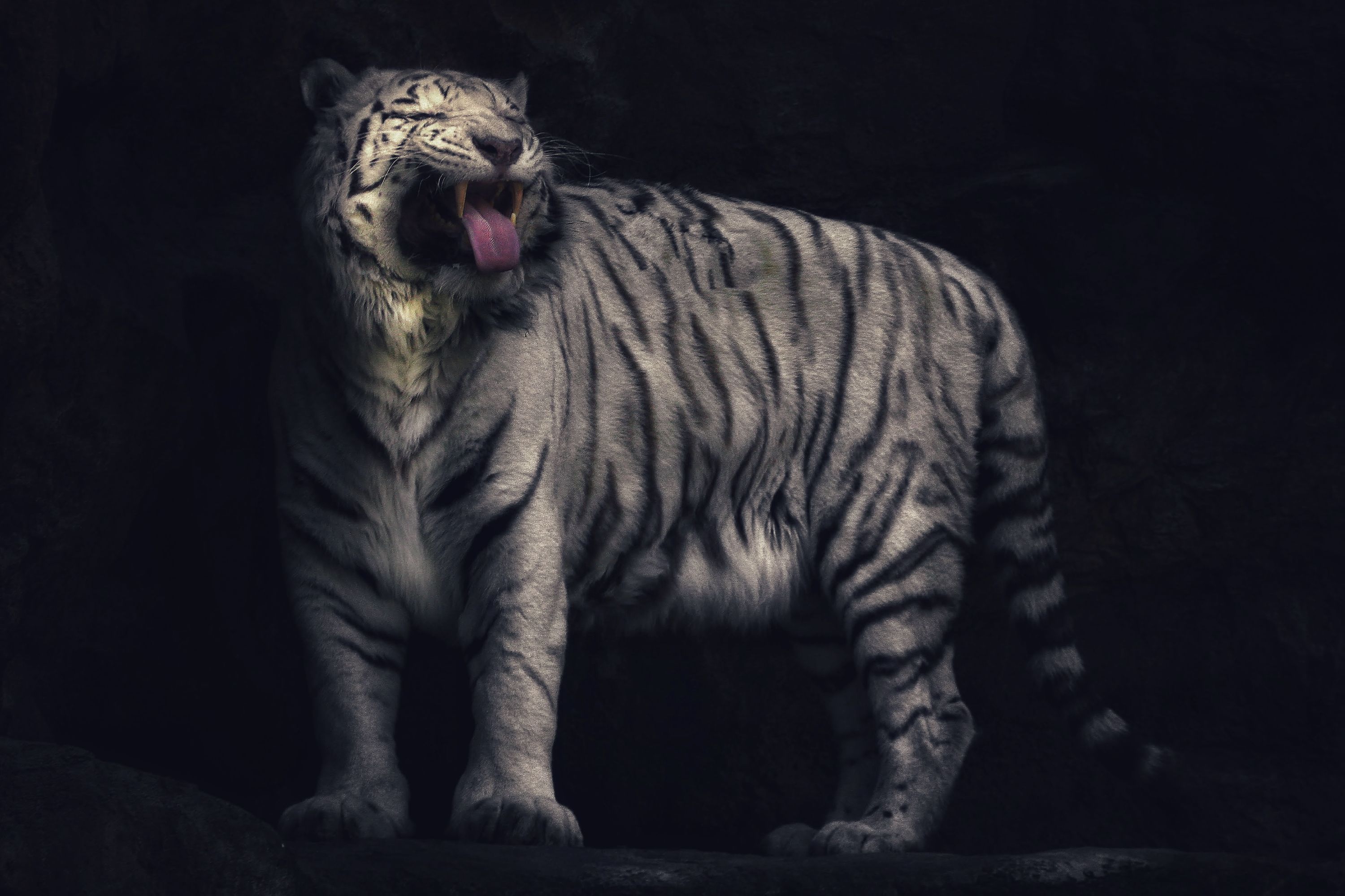 Biely tiger