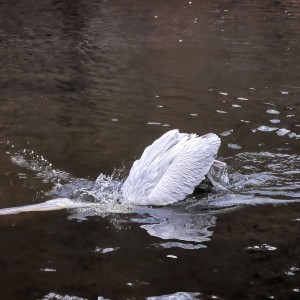ZOO Praha, pelikán