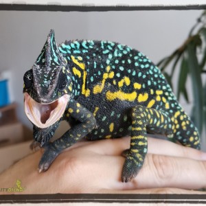 Pregnant and angry Anežka, chameleon jemenský.