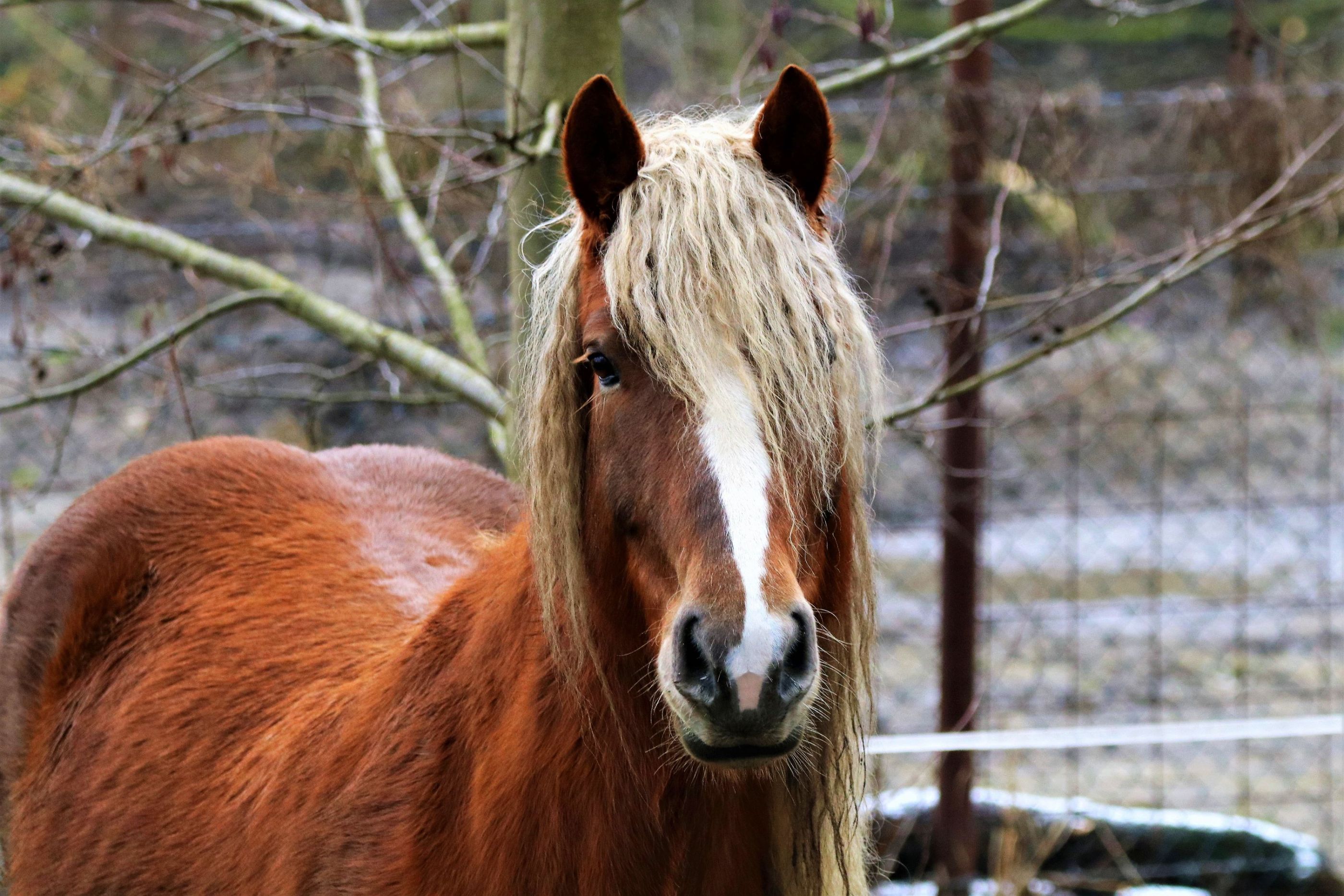 Equus caballus