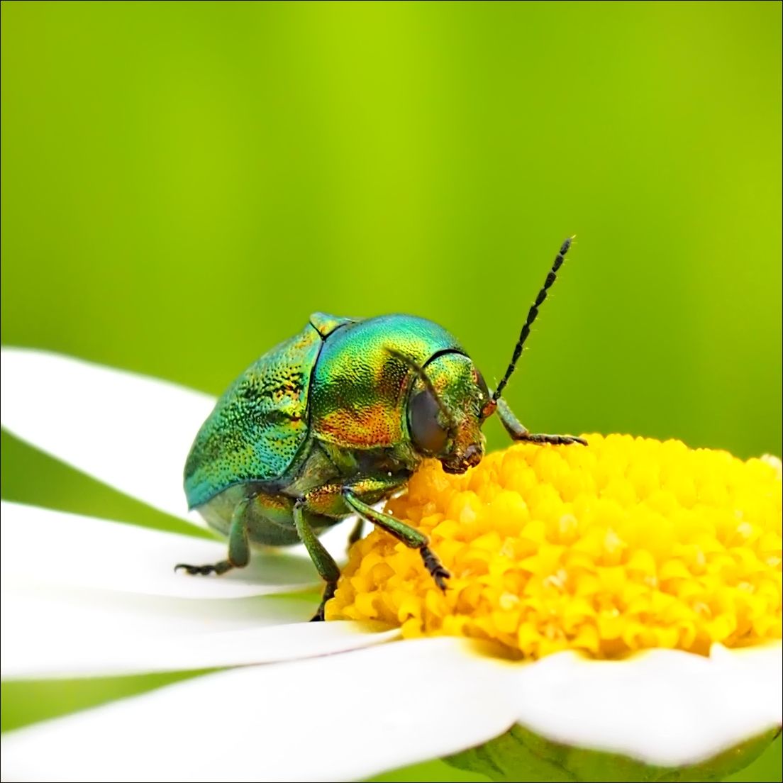 Zlatohlávek zlatý (Cetonia aurata) odpočívá na květu kopretiny