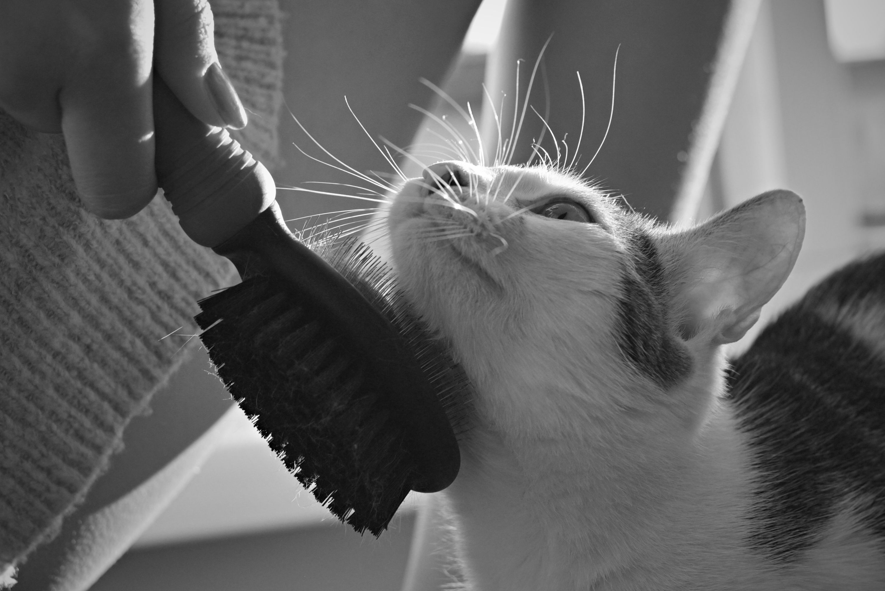 Cat brush