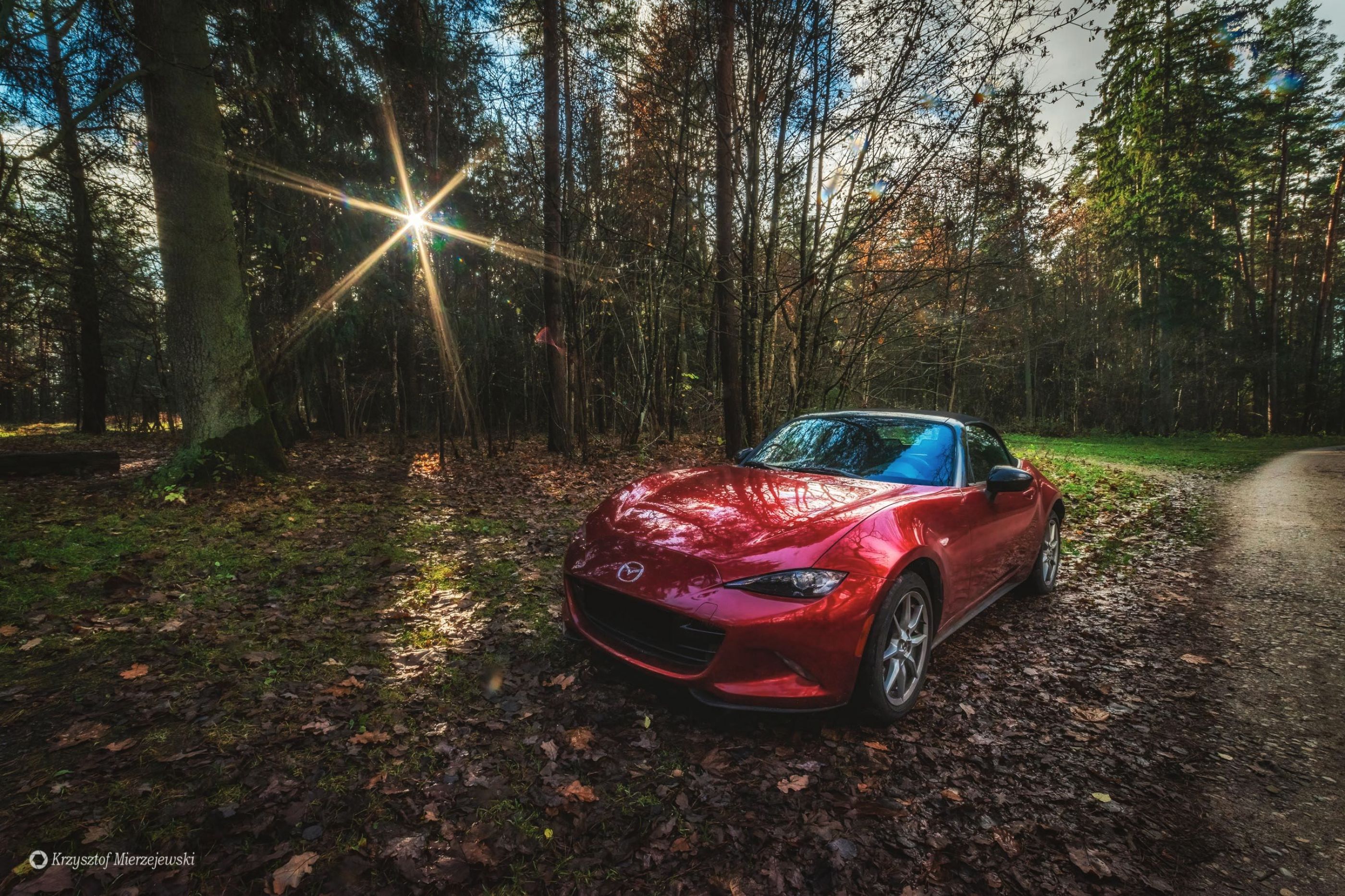 Car in the forest