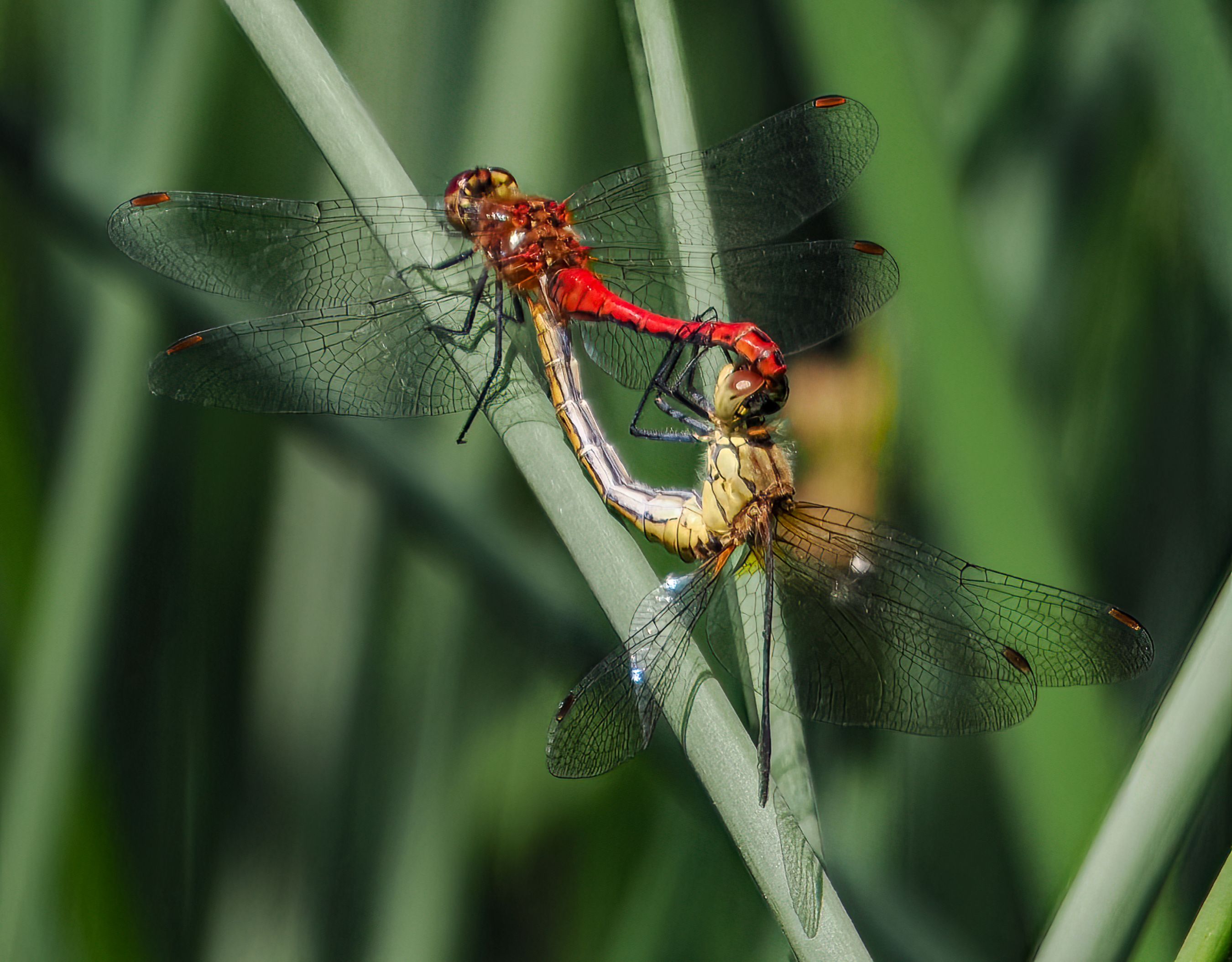 RED DARTERS