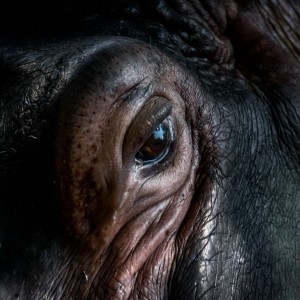Hippo eye