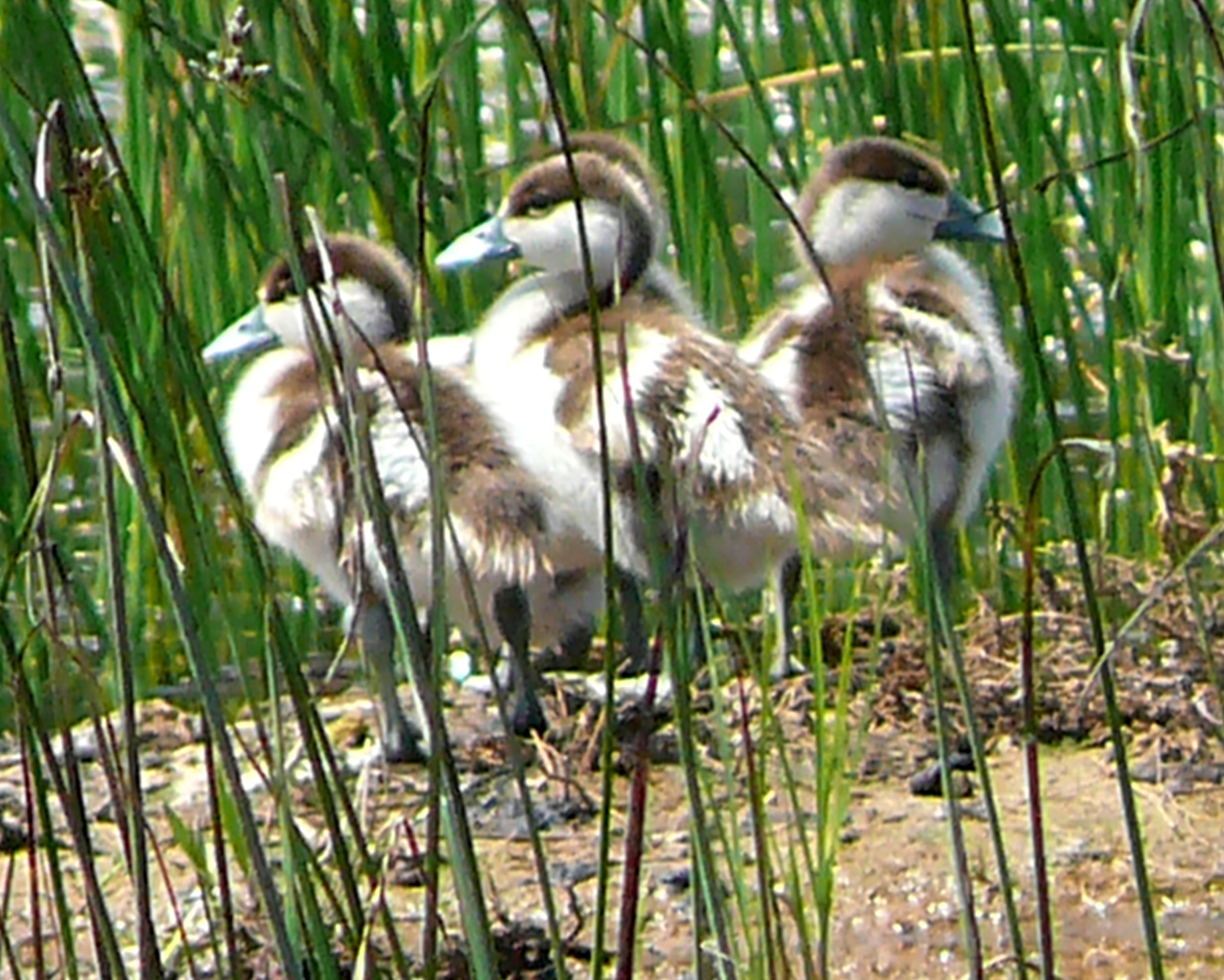 Wild duck babies