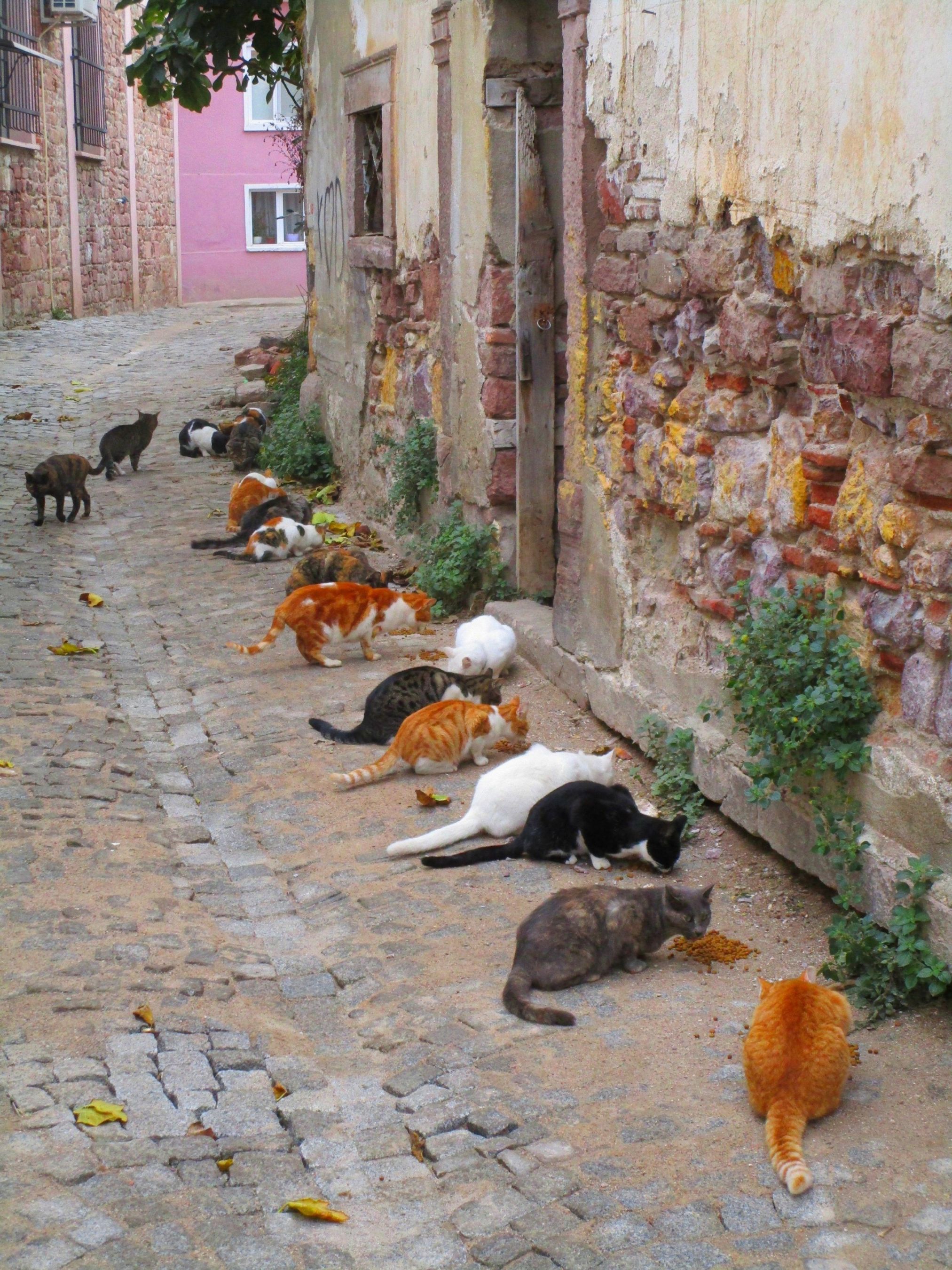 Happy cats of Ayvalik