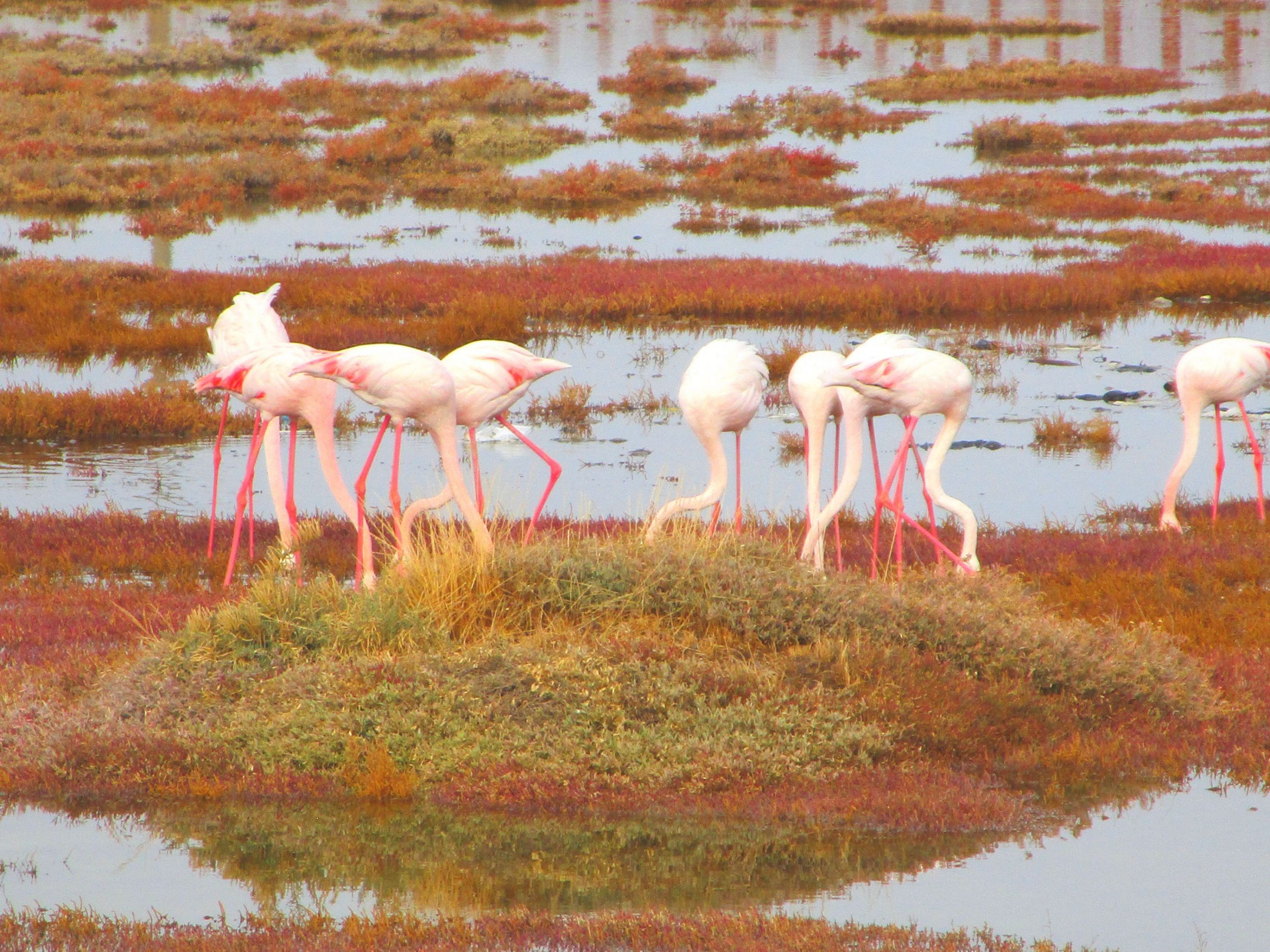 Flamingos in Ayvalik