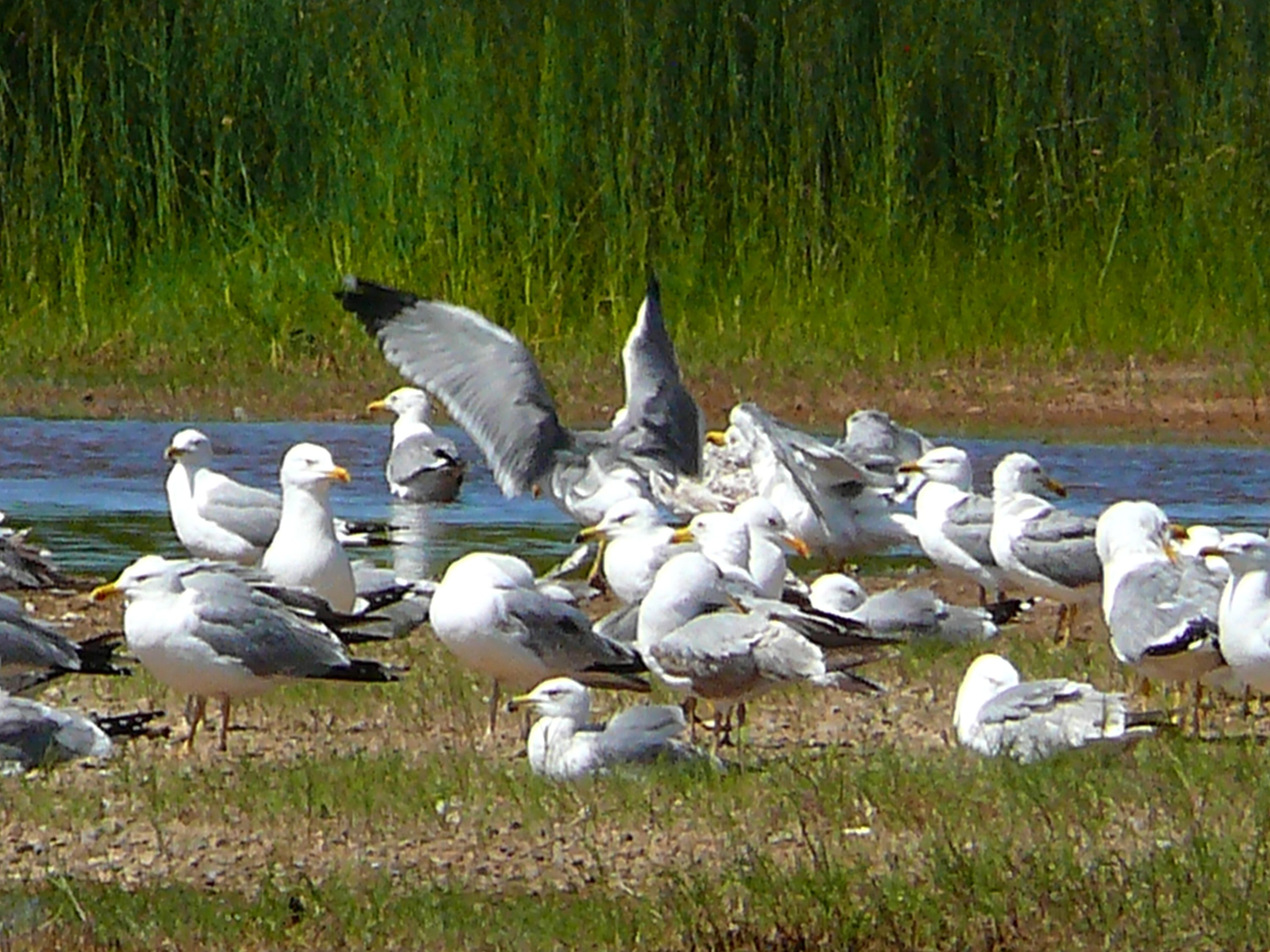 Seagull family