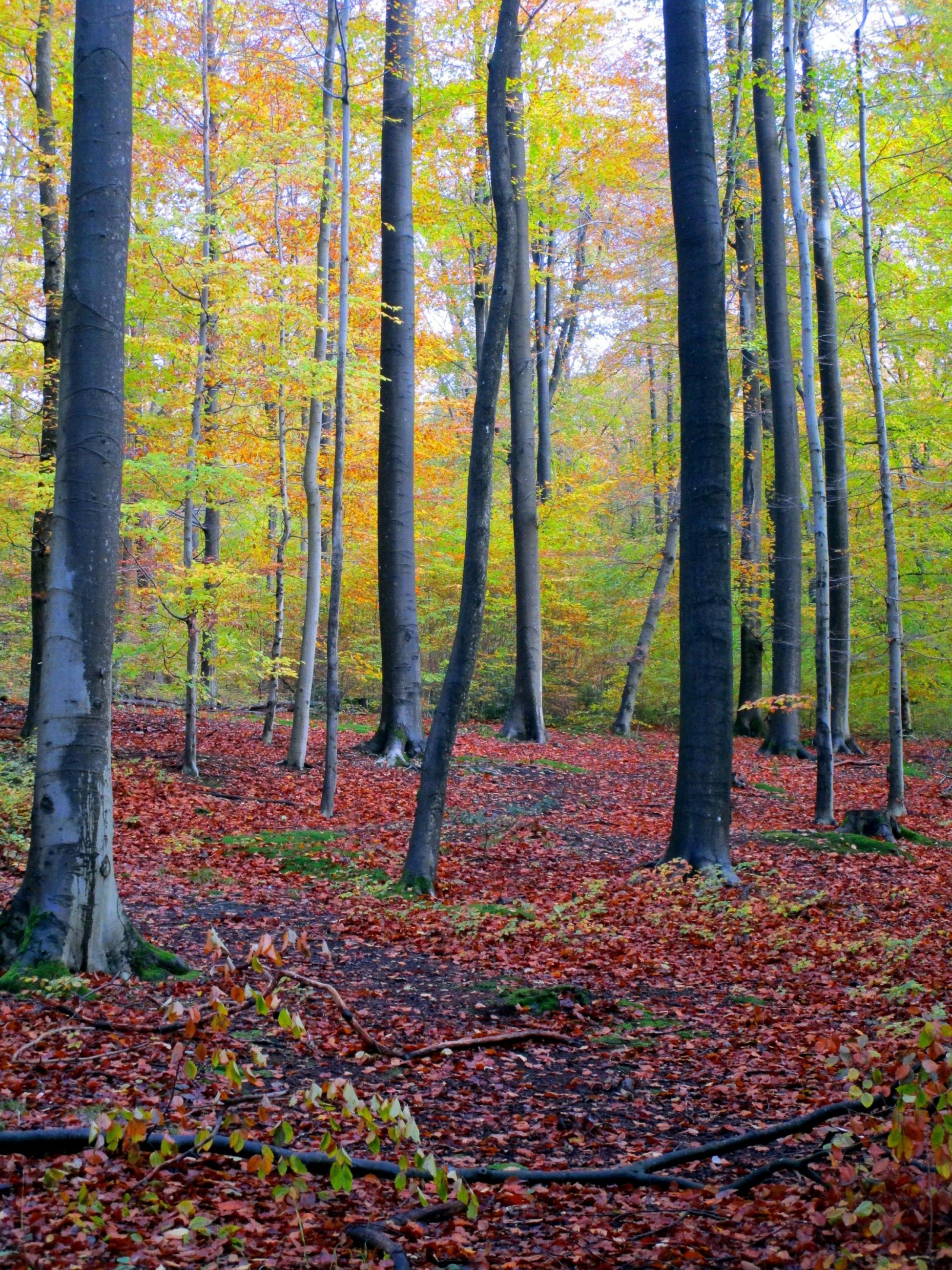 Forest in autumn