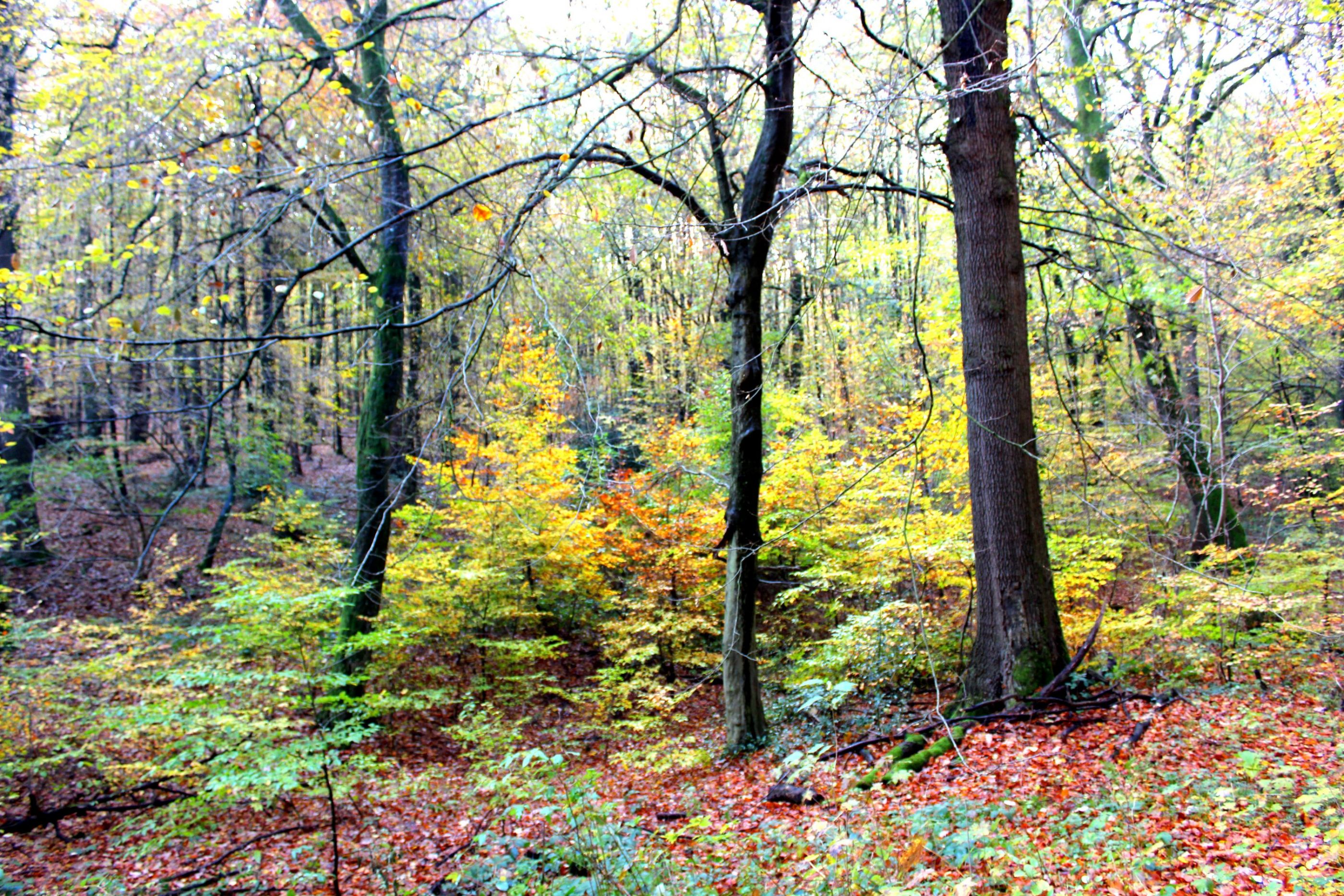 Forest in autumn