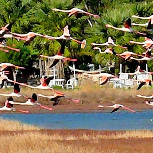 Flamingo-1-