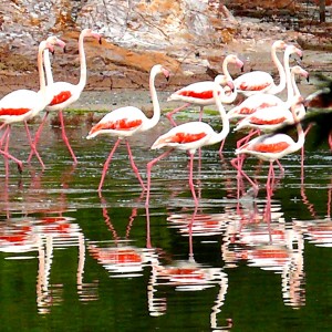 Flamingos in Ayvalik (Turkey)