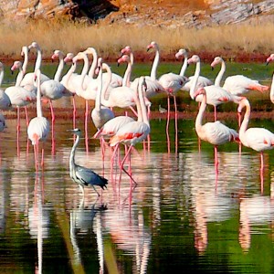 Flamingos und ein Reiher