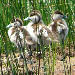 Wild duck babies