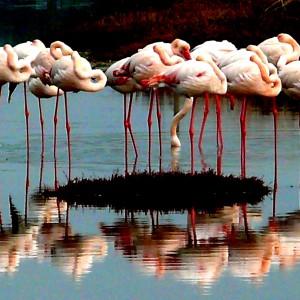 Sleeping flamingos