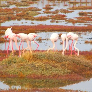 Flamingos in Ayvalik