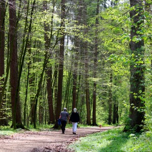 Walk in forest