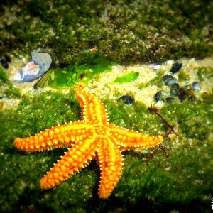 Estrela do Mar