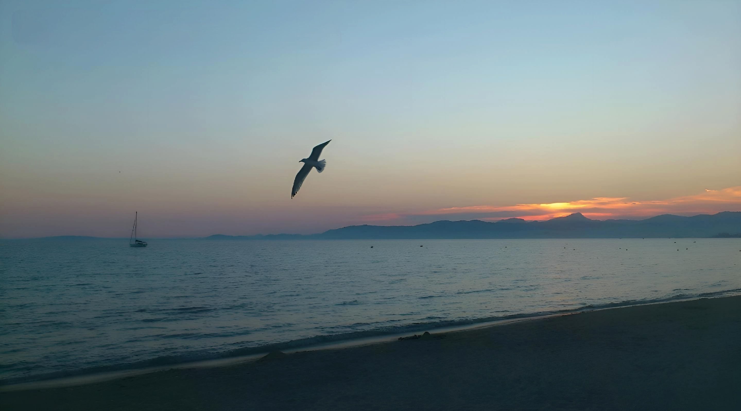 Seagull and sunset