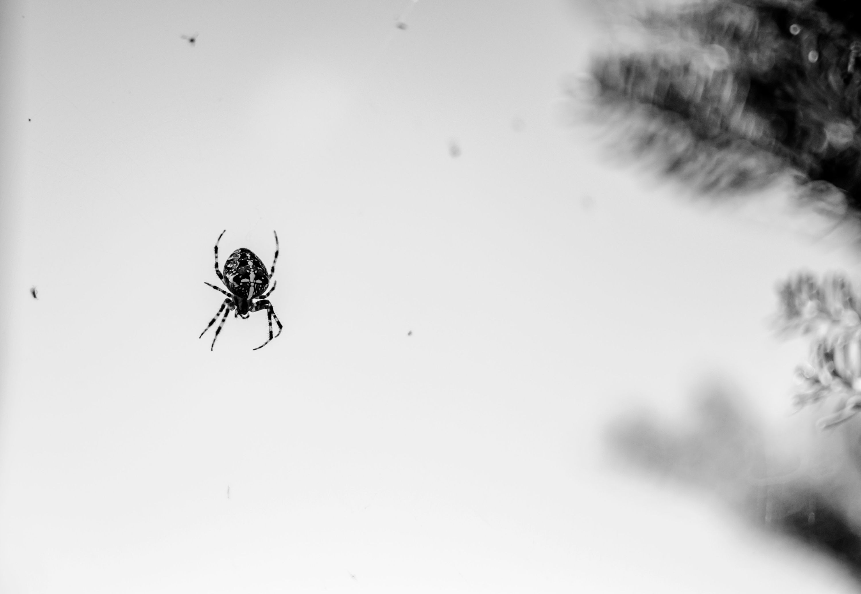 Spider