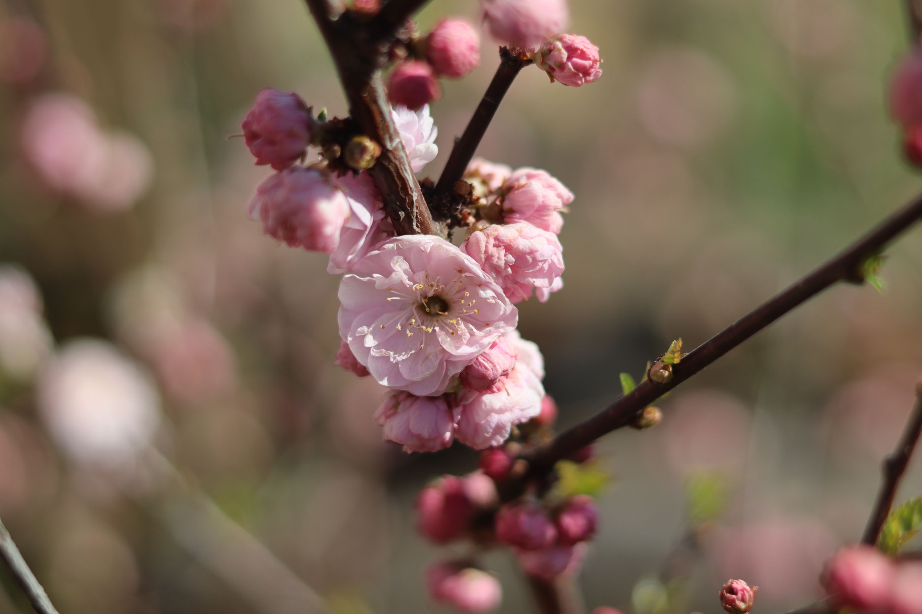 Sakura